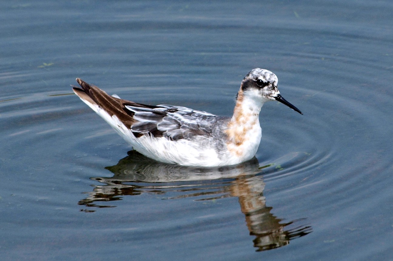 f:id:digibirds:20210723182915j:image f:id:digibirds:20210723182915j:image