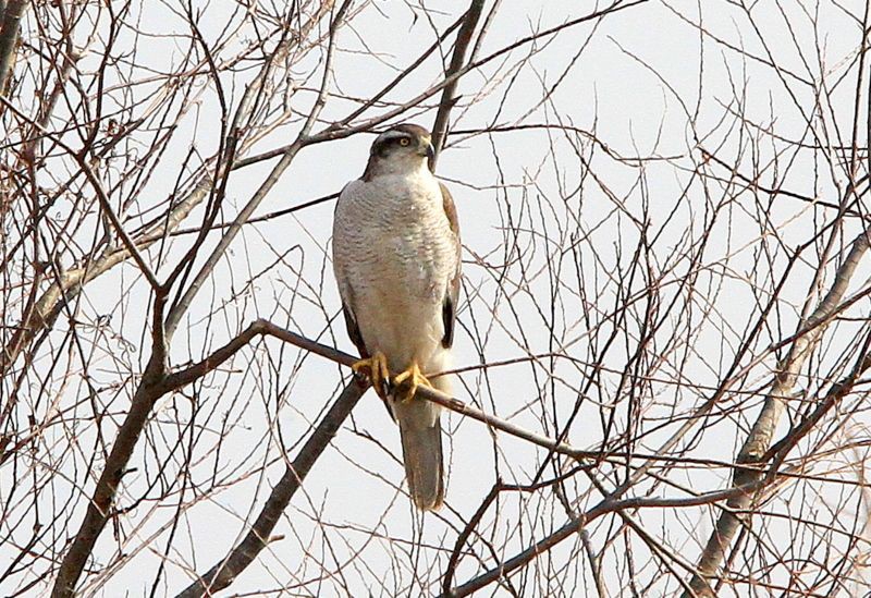 f:id:digibirds:20210812085449j:image