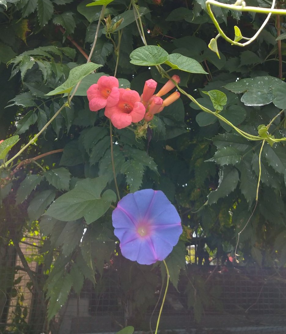 f:id:digibirds:20210827151928j:plain