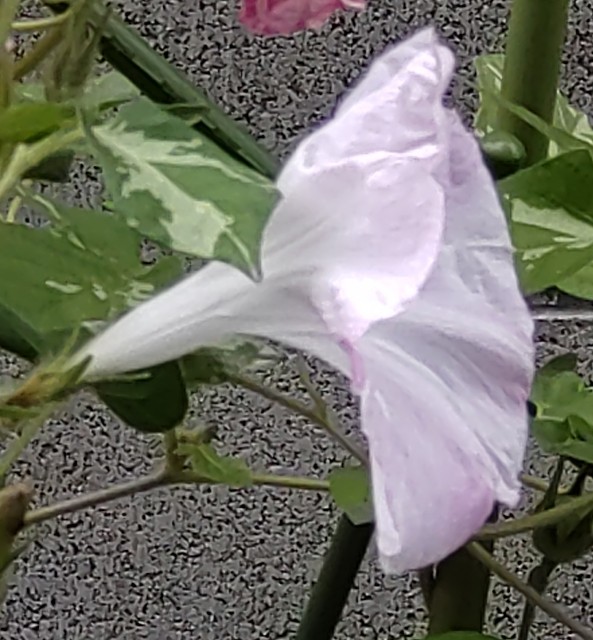 f:id:digibirds:20210914091049j:image f:id:digibirds:20210914091049j:image