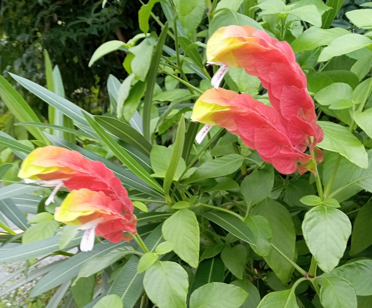 f:id:digibirds:20210925193949j:plain