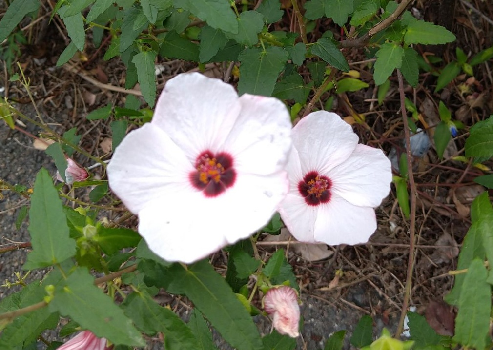 f:id:digibirds:20211013163650j:plain