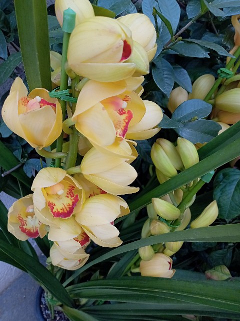 f:id:digibirds:20220131114515j:image