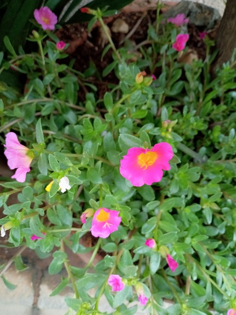 f:id:digibirds:20220619203340j:image