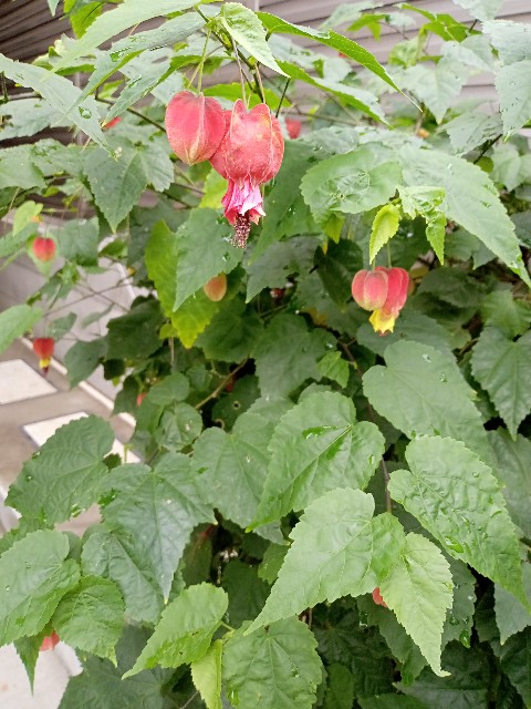 メーカー公式ショップ チロリアンランプ 植物 観葉植物 Maderaslm Com メーカー公式ショップ チロリアンランプ 植物 観葉植物 Maderaslm Com