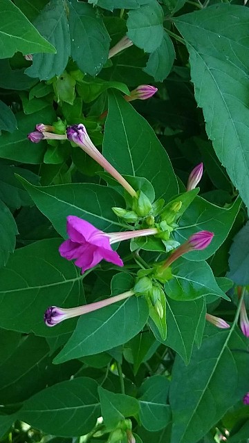 f:id:digibirds:20220826174005j:image