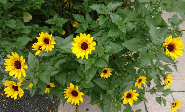 f:id:digibirds:20221010173842j:image