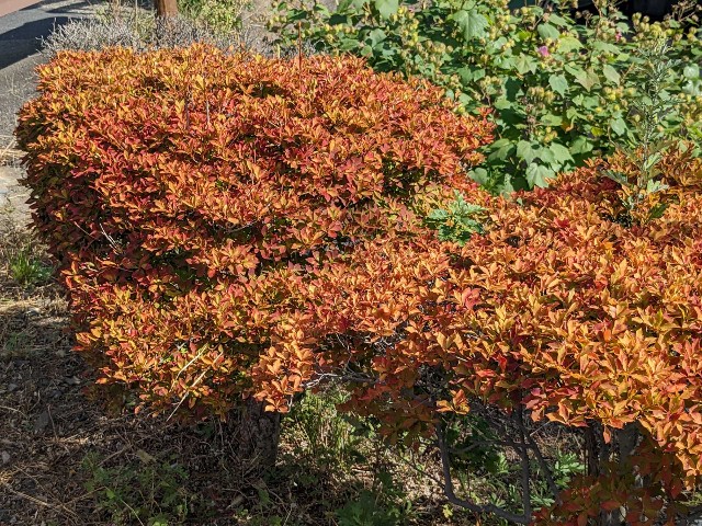 f:id:digibirds:20221026125209j:image f:id:digibirds:20221026125209j:image