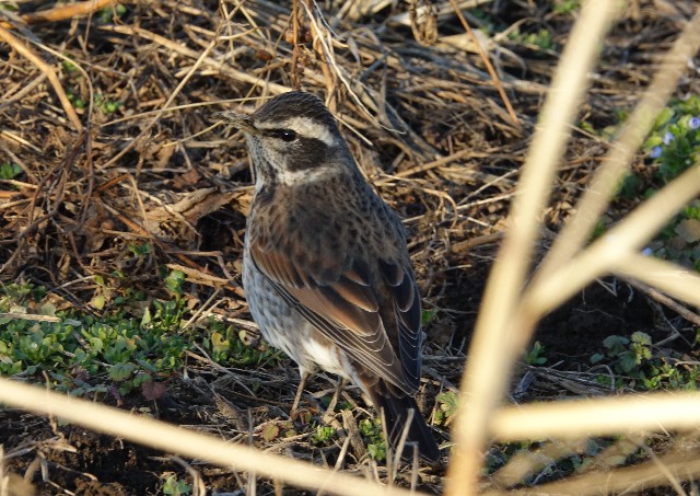 f:id:digibirds:20230118201031j:image f:id:digibirds:20230118201031j:image
