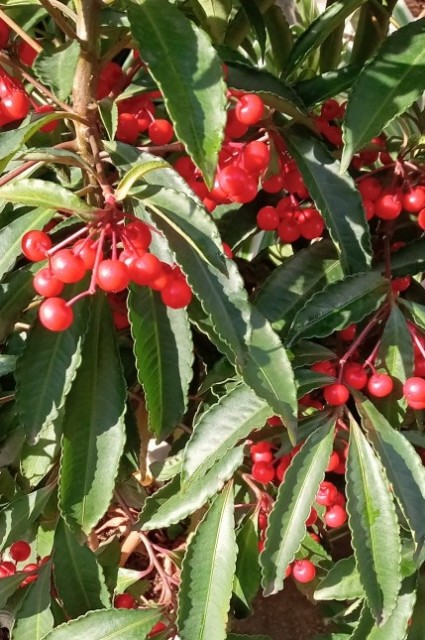 f:id:digibirds:20230126221326j:image