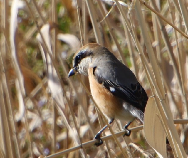 f:id:digibirds:20240301154743j:image