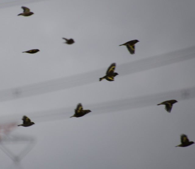 f:id:digibirds:20240306154043j:image