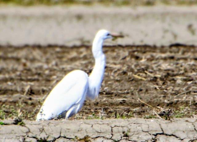 f:id:digibirds:20240322222532j:image f:id:digibirds:20240322222532j:image