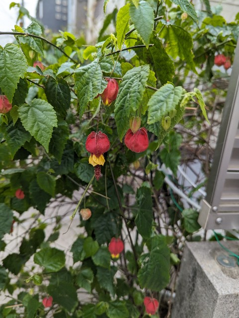 f:id:digibirds:20240328165448j:image