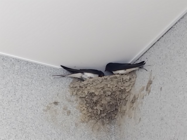 f:id:digibirds:20240513180445j:image