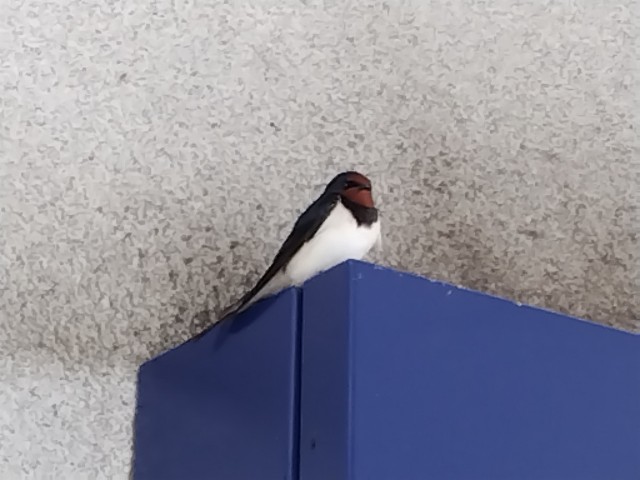 f:id:digibirds:20240513180534j:image