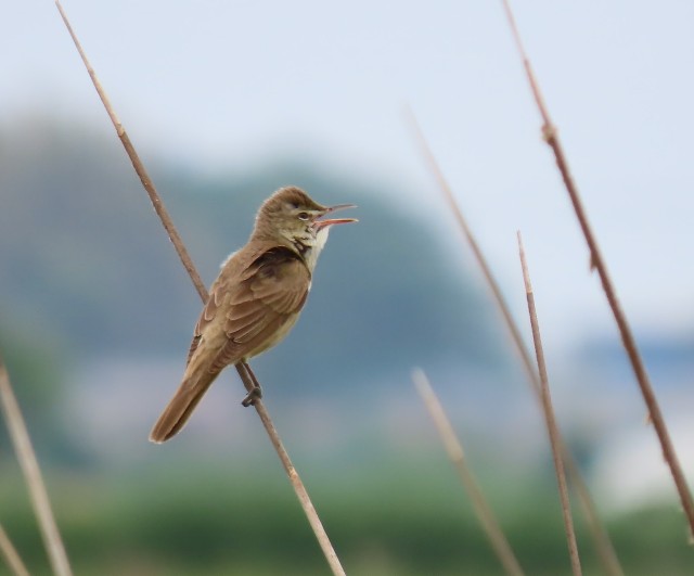 f:id:digibirds:20240523161951j:image