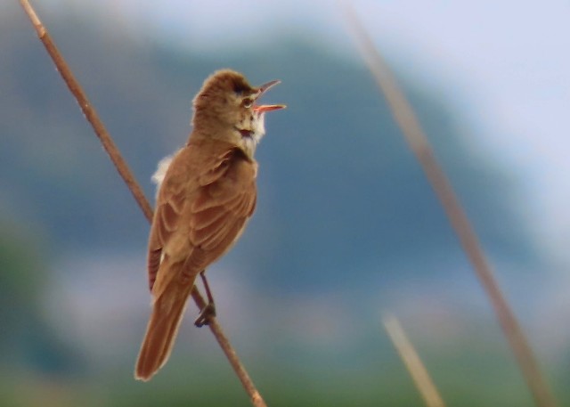 f:id:digibirds:20240523162508j:image