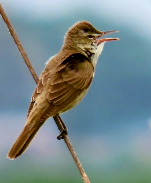 f:id:digibirds:20240523173951j:image