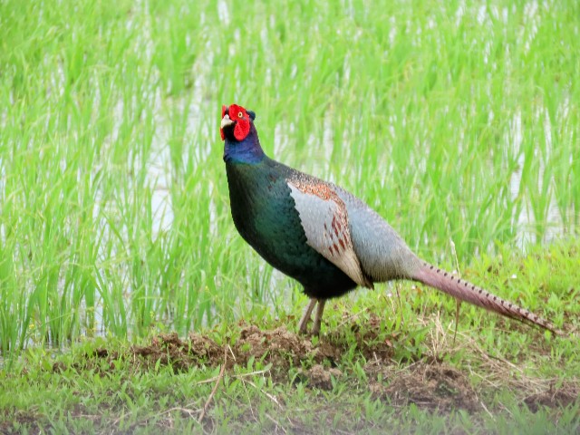 f:id:digibirds:20240524152202j:image