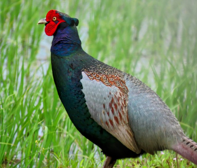 f:id:digibirds:20240524152225j:image