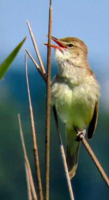 f:id:digibirds:20240603180237j:image