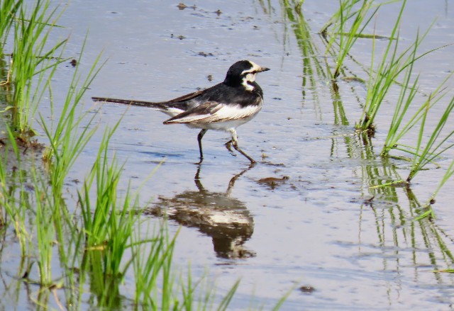 f:id:digibirds:20240603230048j:image