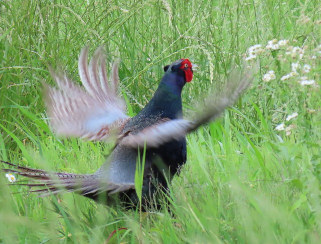 f:id:digibirds:20240604150549j:image
