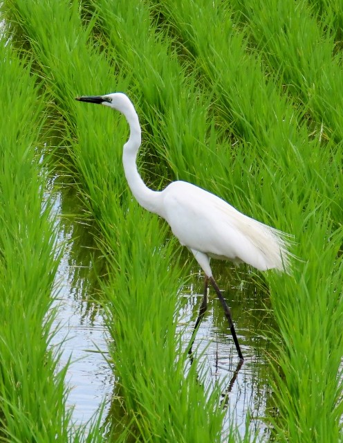 f:id:digibirds:20240607152340j:image