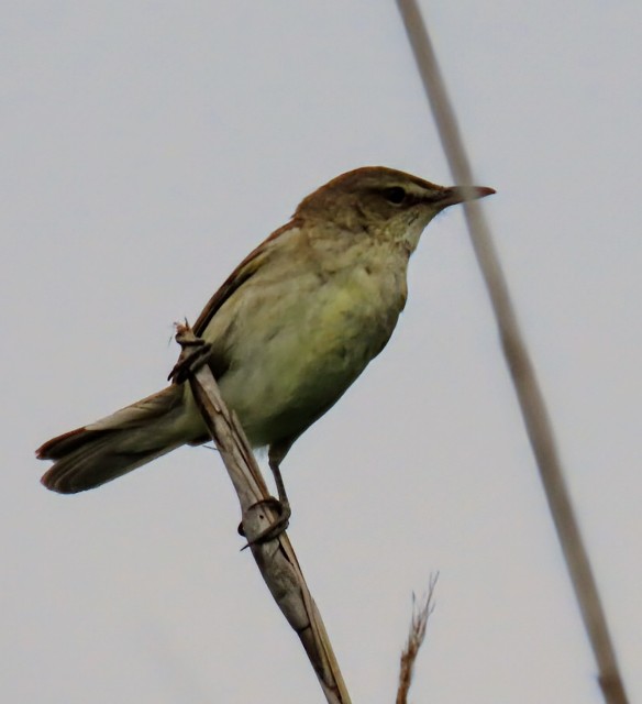 f:id:digibirds:20240607210129j:image f:id:digibirds:20240607210129j:image