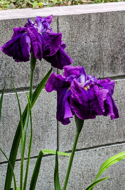 f:id:digibirds:20240609164426j:image