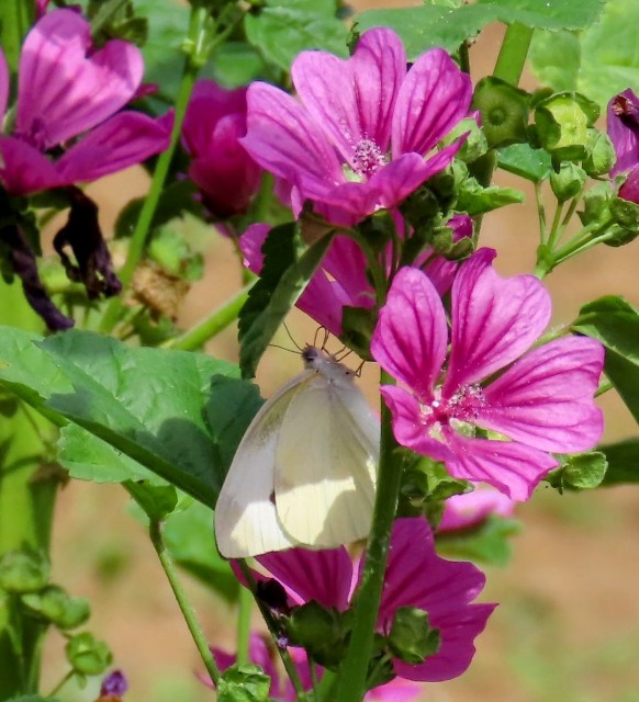 f:id:digibirds:20240612131632j:image