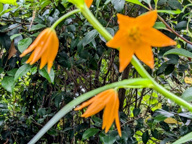 f:id:digibirds:20240630200239j:image