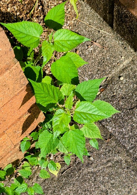 f:id:digibirds:20240718162805j:image