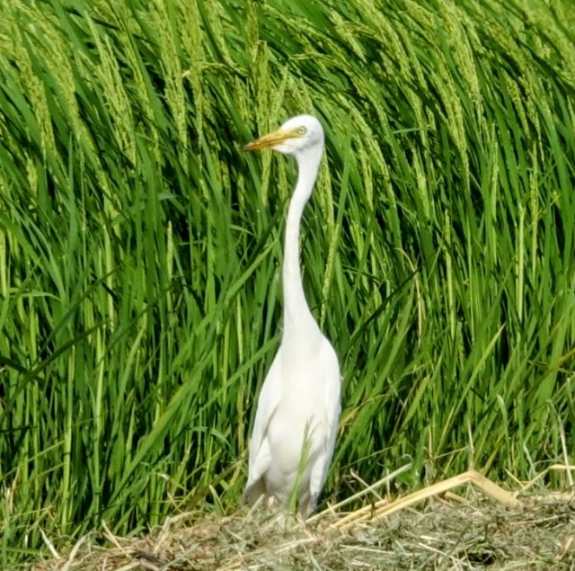 f:id:digibirds:20240729164554j:image