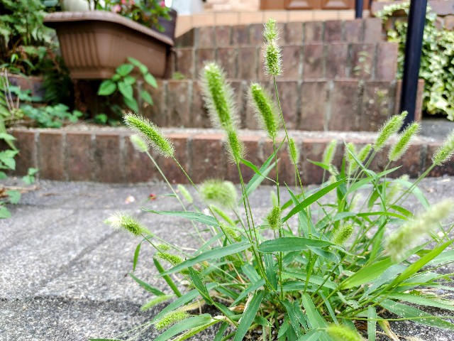 f:id:digibirds:20240825165409j:image