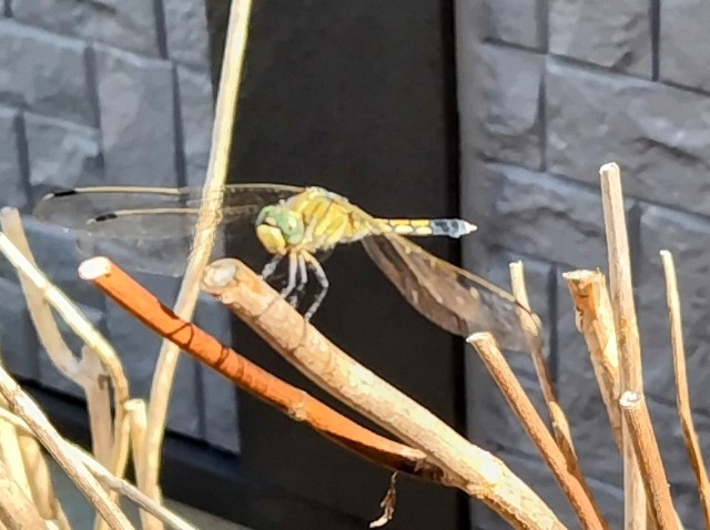 f:id:digibirds:20240826152756j:image