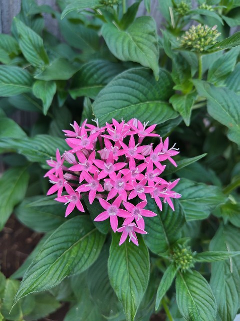 f:id:digibirds:20240826153807j:image