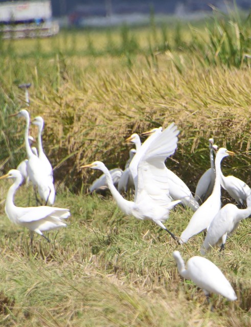 苅田の白鷺の群れ - なかなかなかね野鳥と自然の写真館