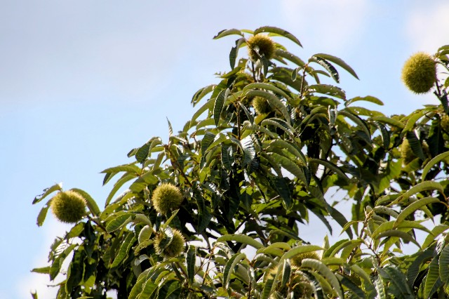 f:id:digibirds:20240911192139j:image