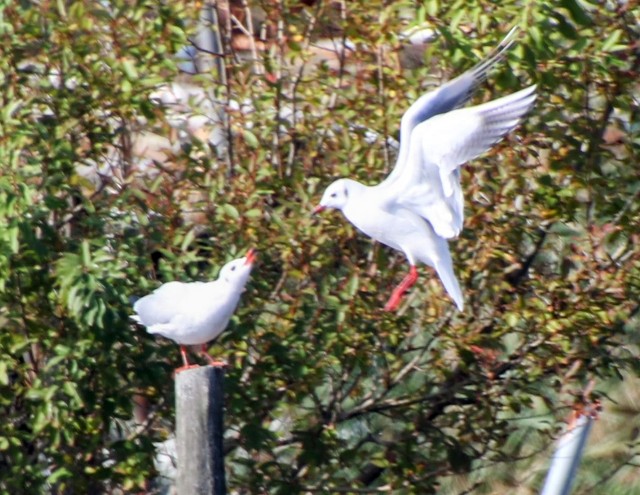 f:id:digibirds:20241101220106j:image