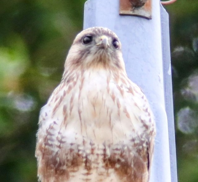 f:id:digibirds:20250203145220j:image