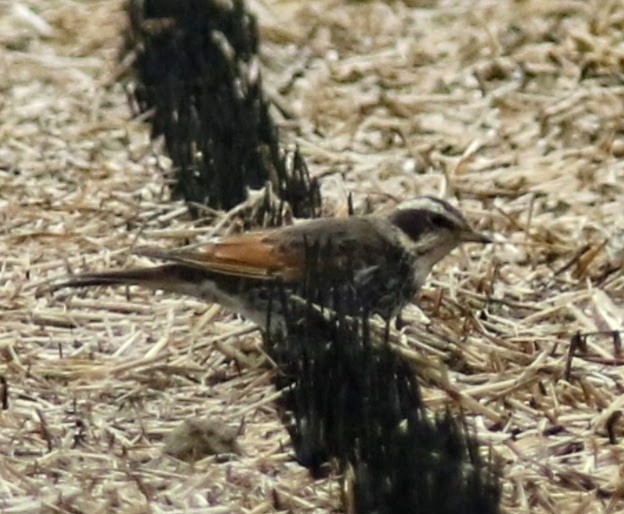 f:id:digibirds:20250205160221j:image