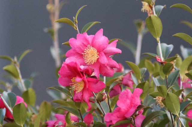 f:id:digibirds:20250205165110j:image