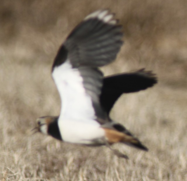 f:id:digibirds:20250210234856j:image