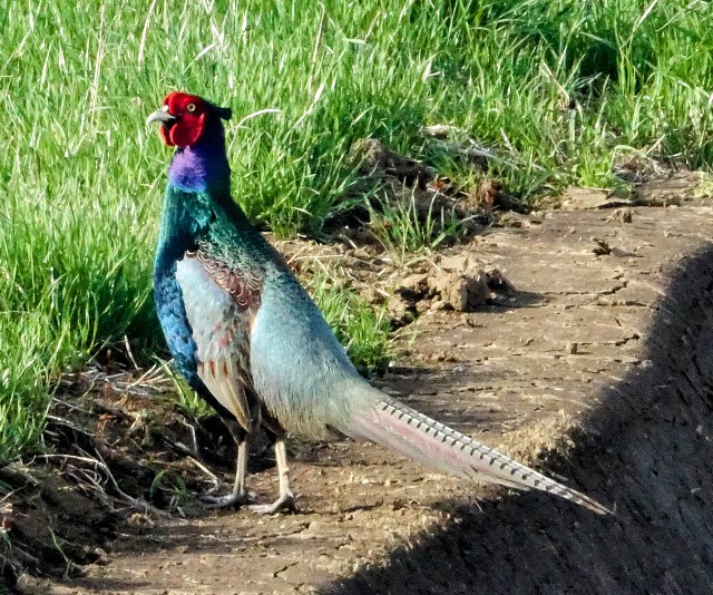 f:id:digibirds:20250331183355j:image