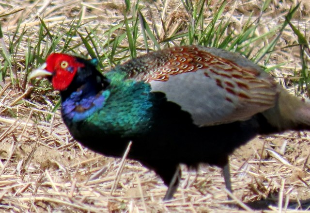 f:id:digibirds:20250409164917j:image