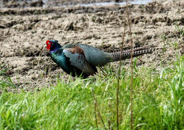 f:id:digibirds:20250418165107j:image