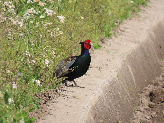 f:id:digibirds:20250421154005j:image