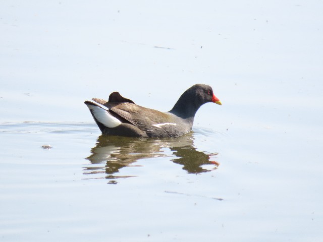 f:id:digibirds:20250421165401j:image